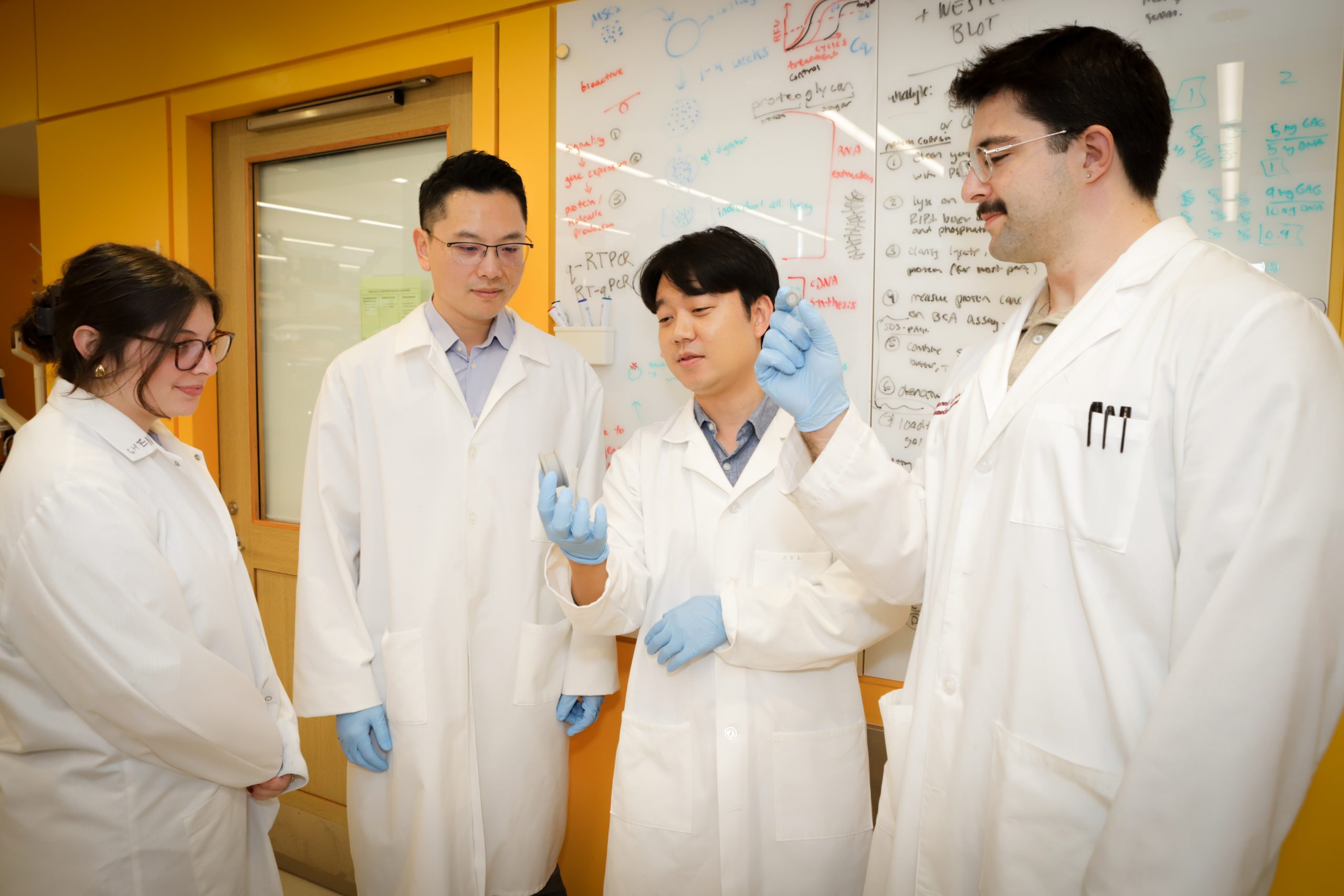 File photograph accompanying UConn’s cartilage-research fellowship report.