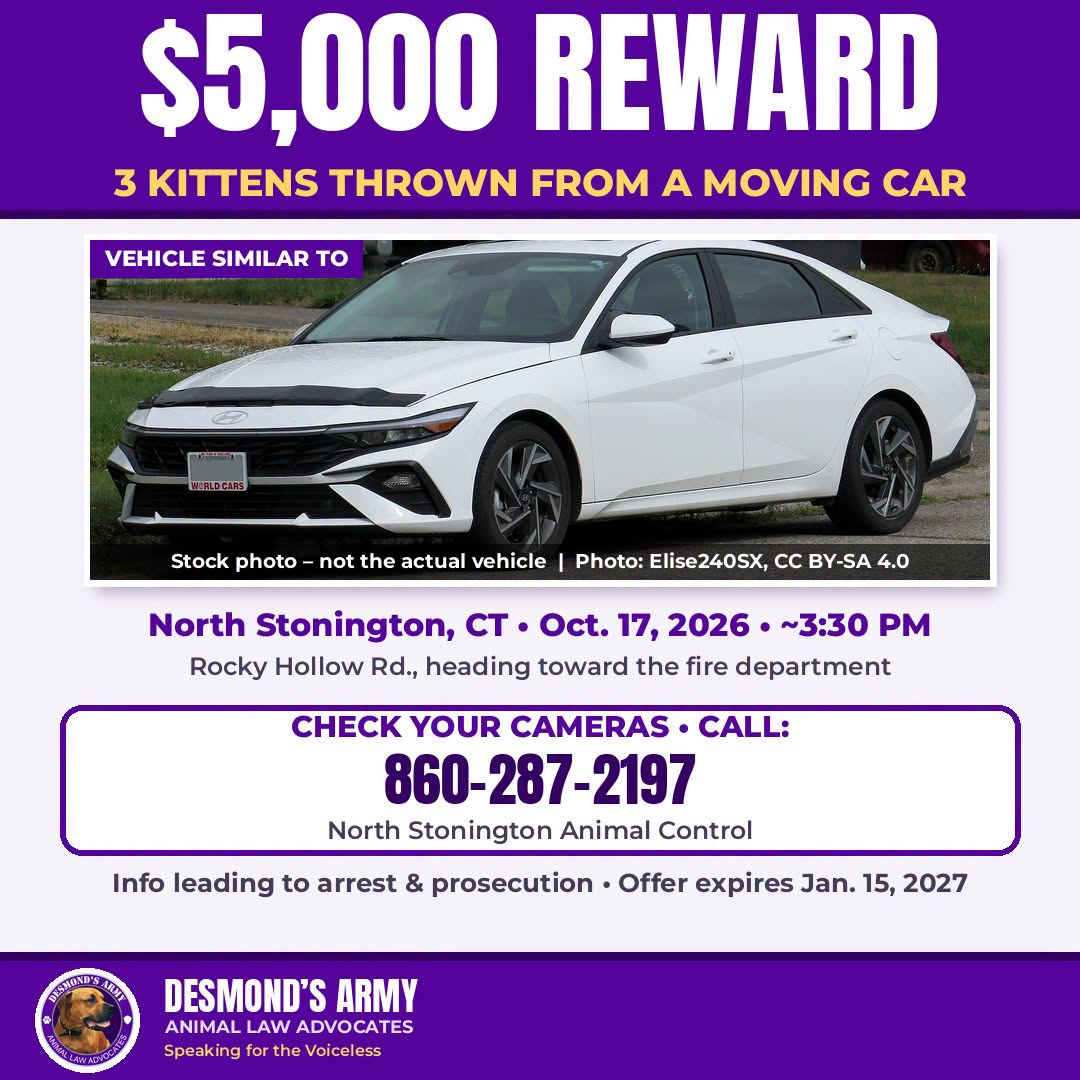 $5,000 Reward Offered In North Stonington Kitten Cruelty Report