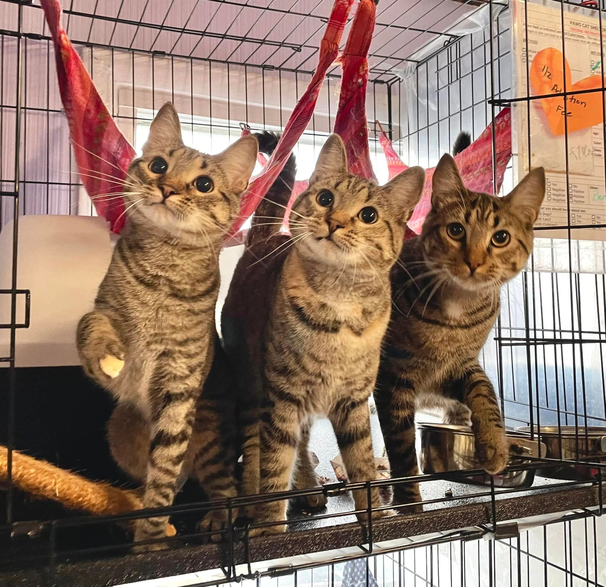 File photograph of cats featured by Paws Cat Shelter. Not the donation event.
