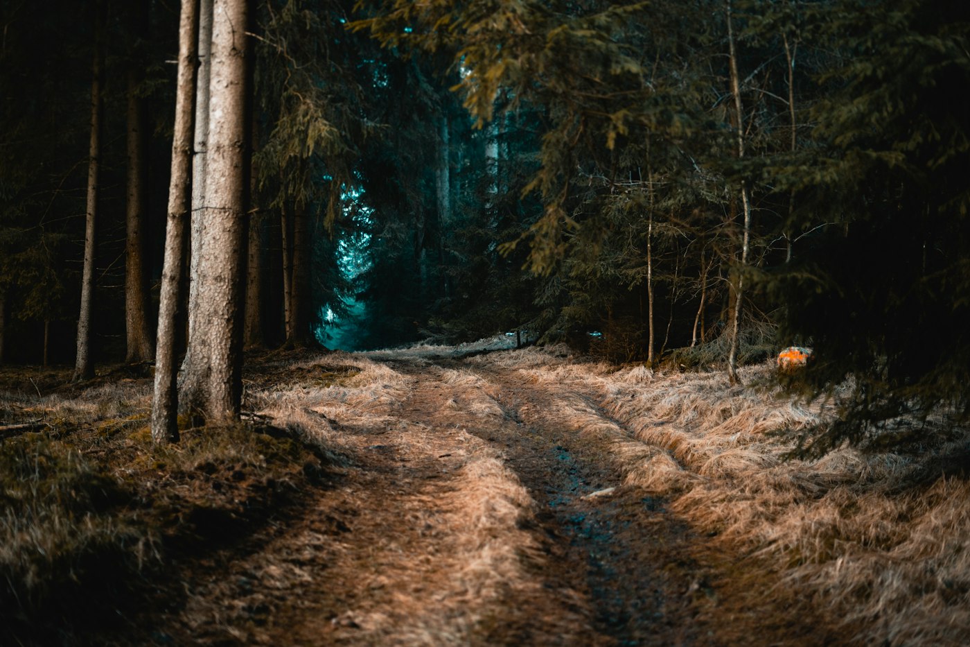 Generic file photo of a woodland trail; not this story's people, location or event